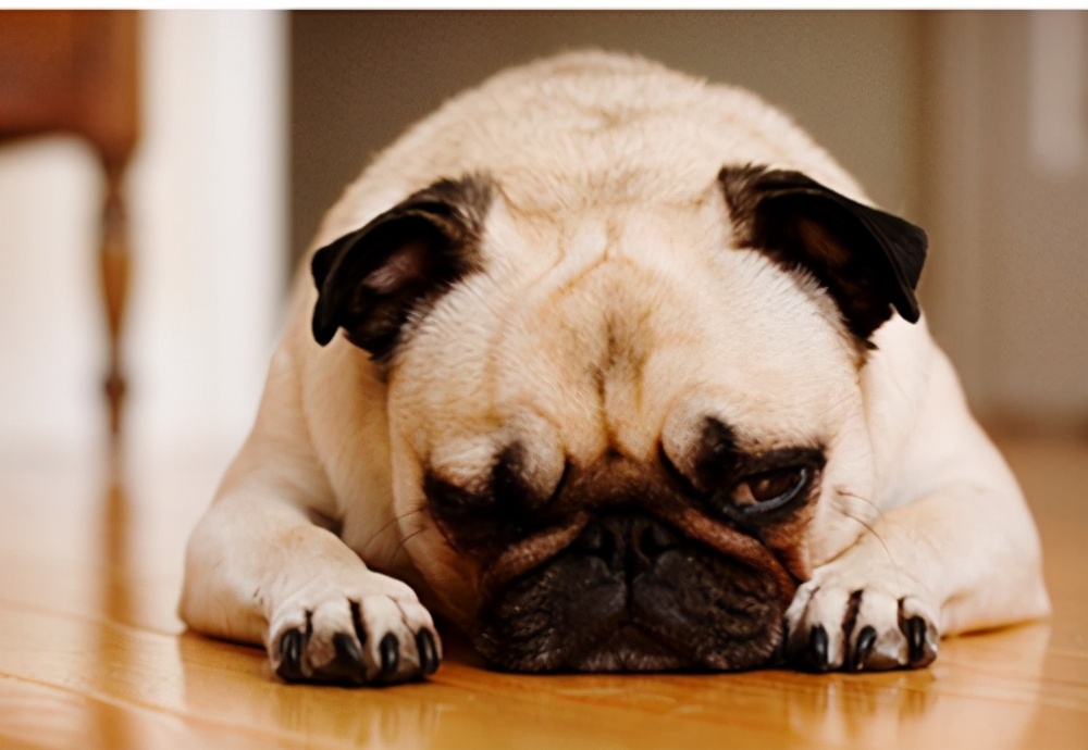 狗狂犬病发作的症状表现,得了狂犬病的狗是什么症状视频