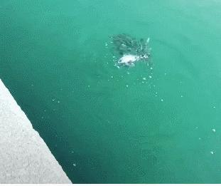 搞笑gif趣图你喜欢女神还是女汉子,搞笑gif趣图妹子健身辛苦吗