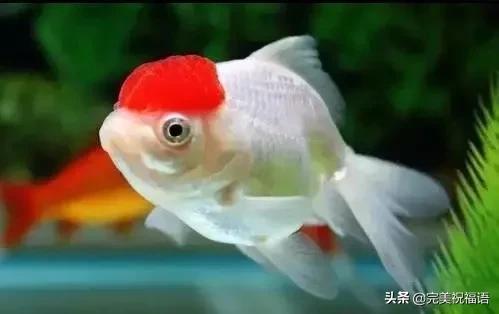 祝大家新年快乐年年有锦鲤,祝大家新年大吉年年有鱼