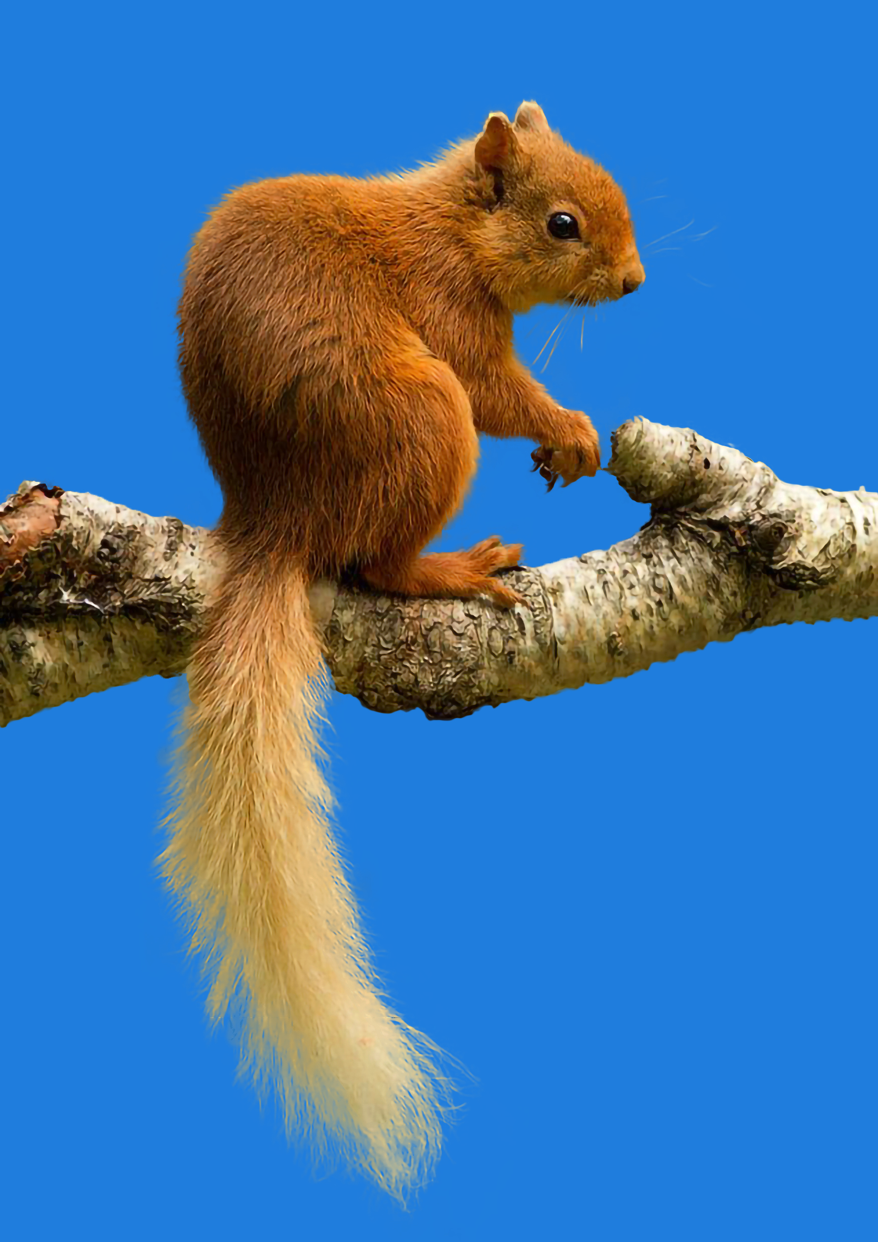 ps抠图动物最快又完整的方法,ps抠图教程动物毛发新手