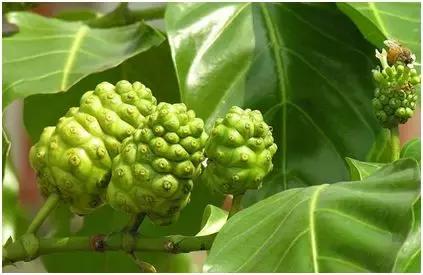 农业创业将迎来井喷潮,稀有创业种养项目让您嗅出财富商机!