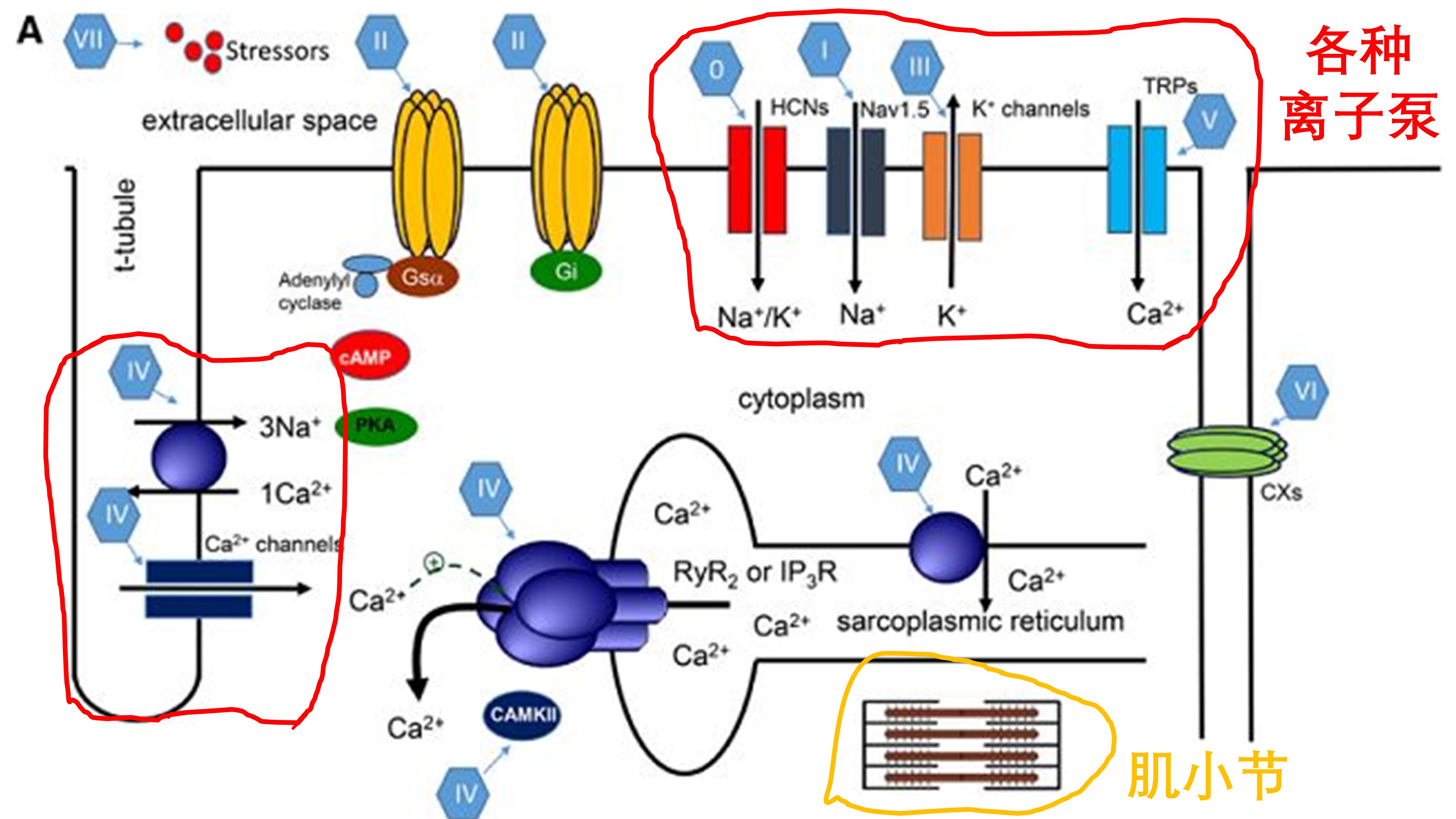 我们是怎么动起来的,心动的人的心脏是怎么跳动的