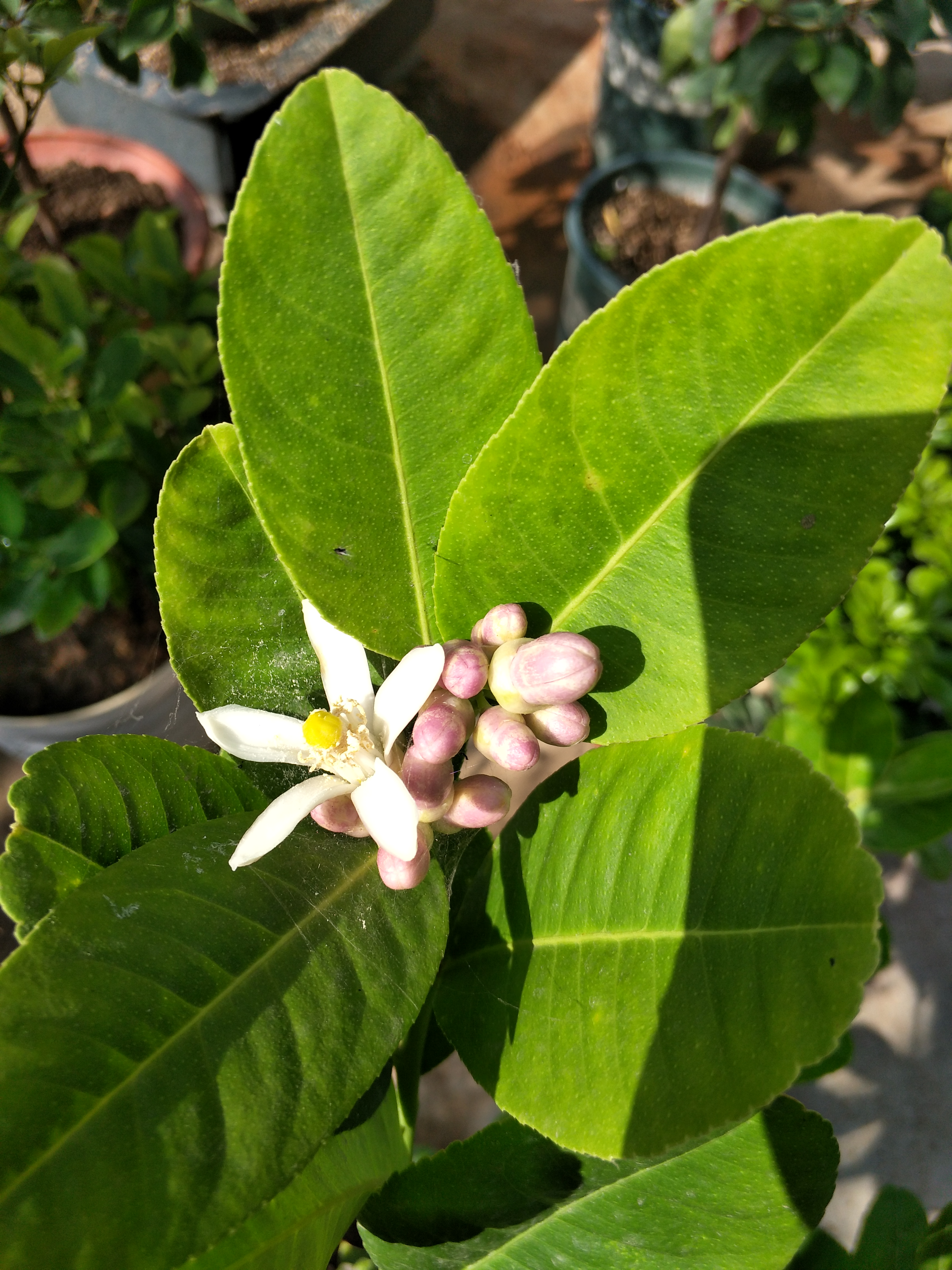 养柠檬树一直不开花怎么办,盆栽柠檬树施肥禁忌