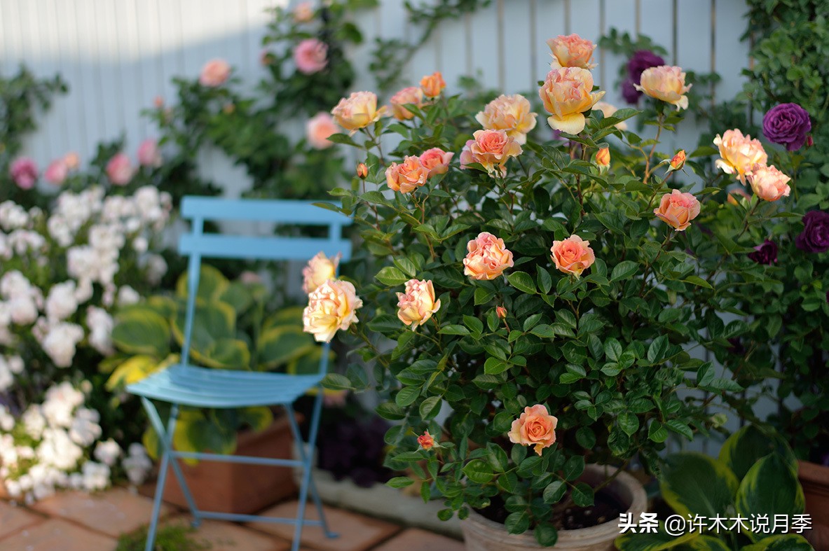 月季盆长蘑菇用什么药,月季发现烂根要怎么处理