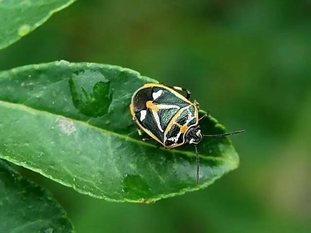 蔬菜病虫害药,蔬菜病虫害绿色防控用药推荐