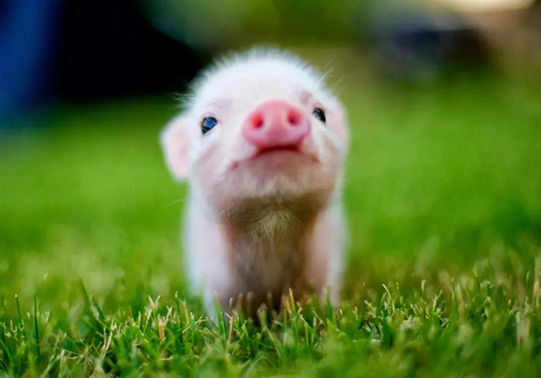 很可爱的萌图,小时候可爱萌萌图