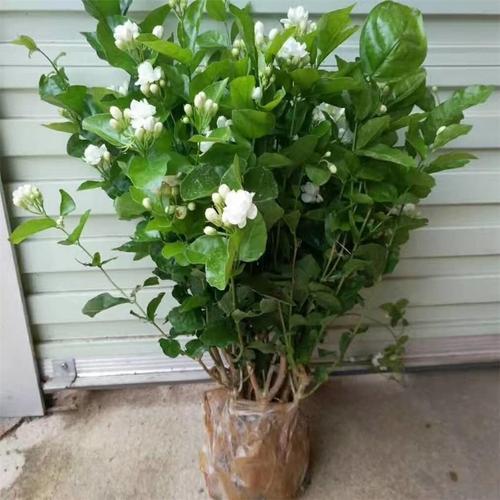 家养茉莉花施什么肥,家养茉莉花的养殖方法