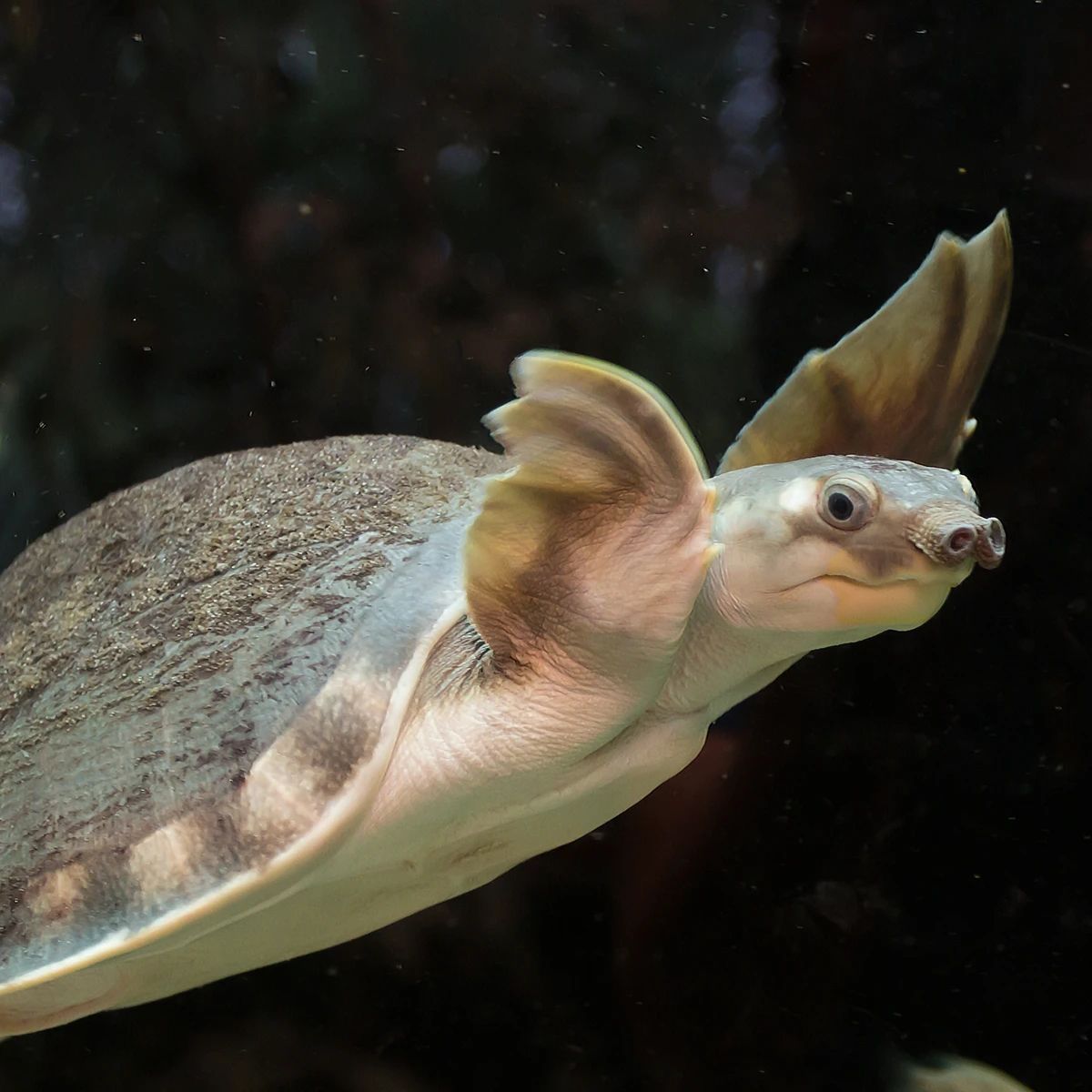 淡水河一霸！什么才算猪鼻龟的完美生活？