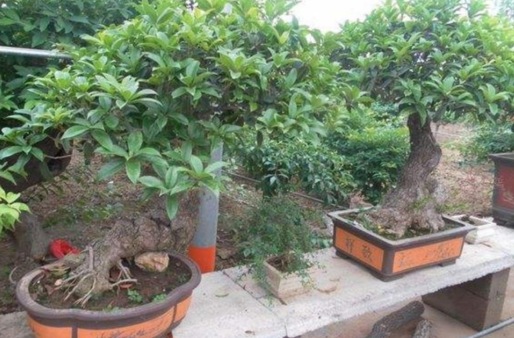 养桂花为什么不能用营养土,养桂花散射光照可以吗