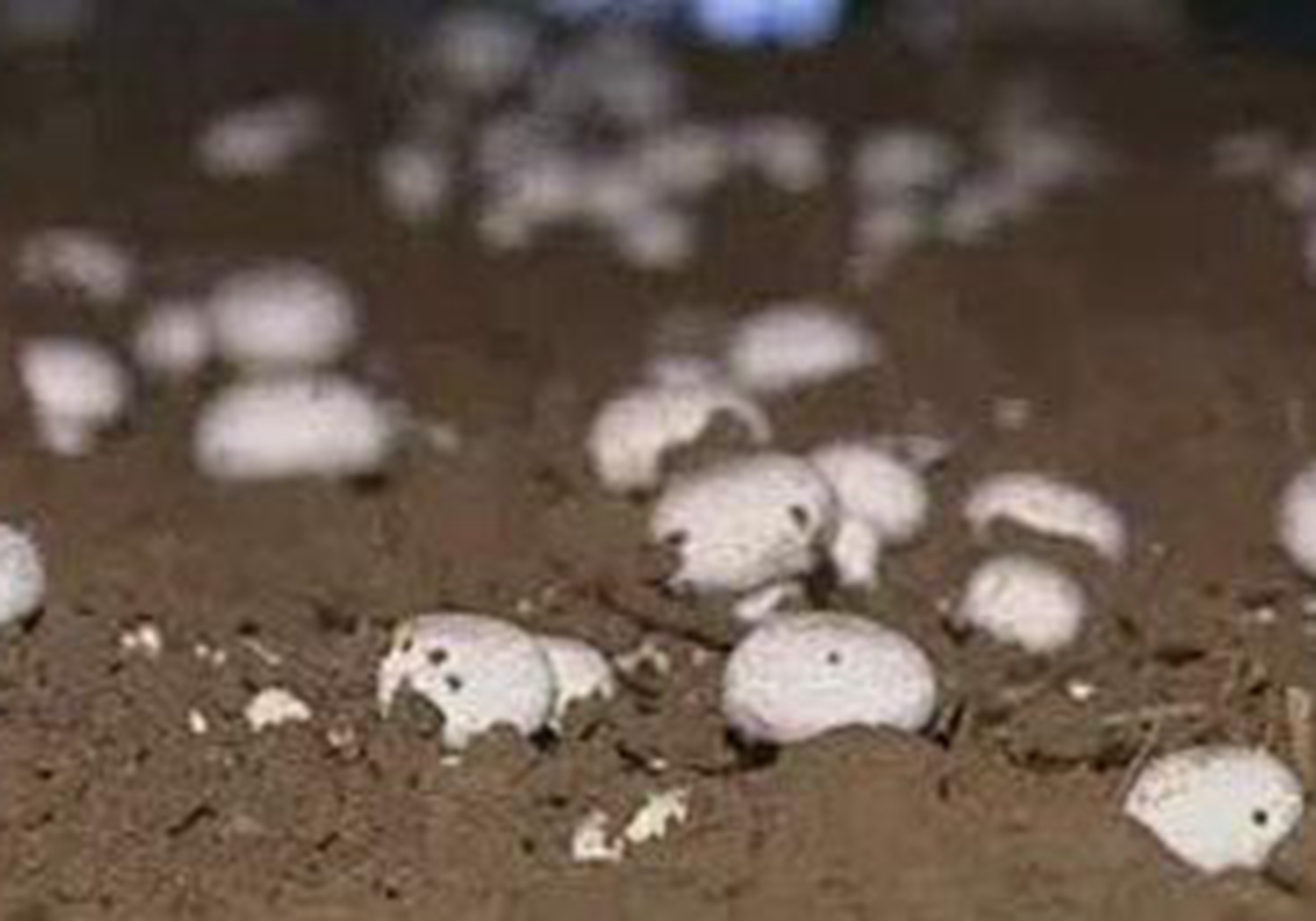 双孢菇的种植方法及步骤,双孢菇的室内种植方法和技术