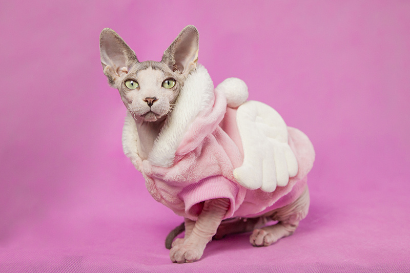 最值得推荐的猫咪,最值得养的猫咪