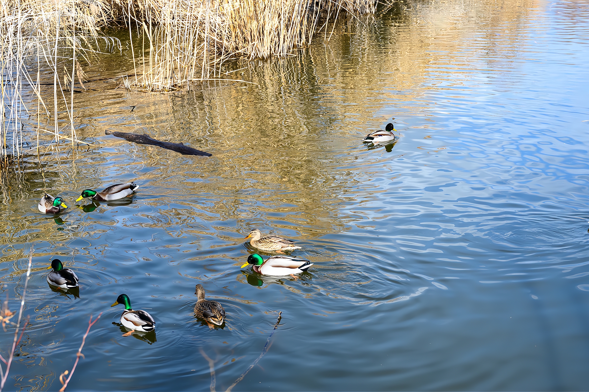 丽江拉市海自然美景,丽江拉市海湿地公园景区