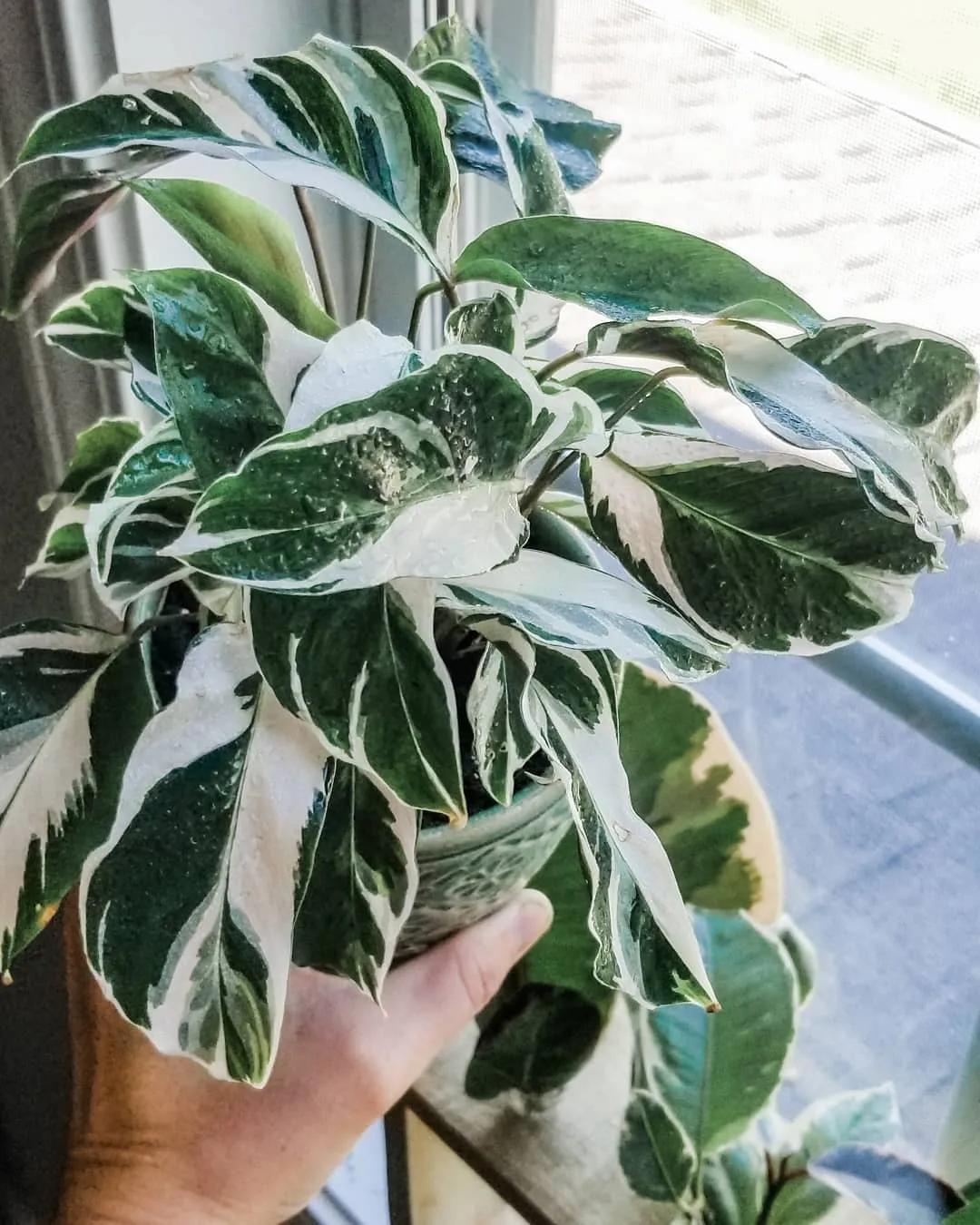 10片叶子的绿植,室内绿植盆栽一元