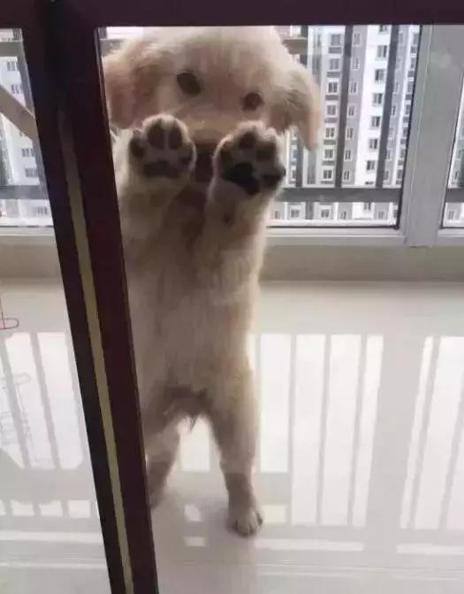 给金毛洗了澡还会掉毛吗,金毛洗完澡后晒干