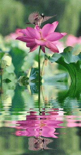 几十张绝美的图,绝美花的倒影100张图片