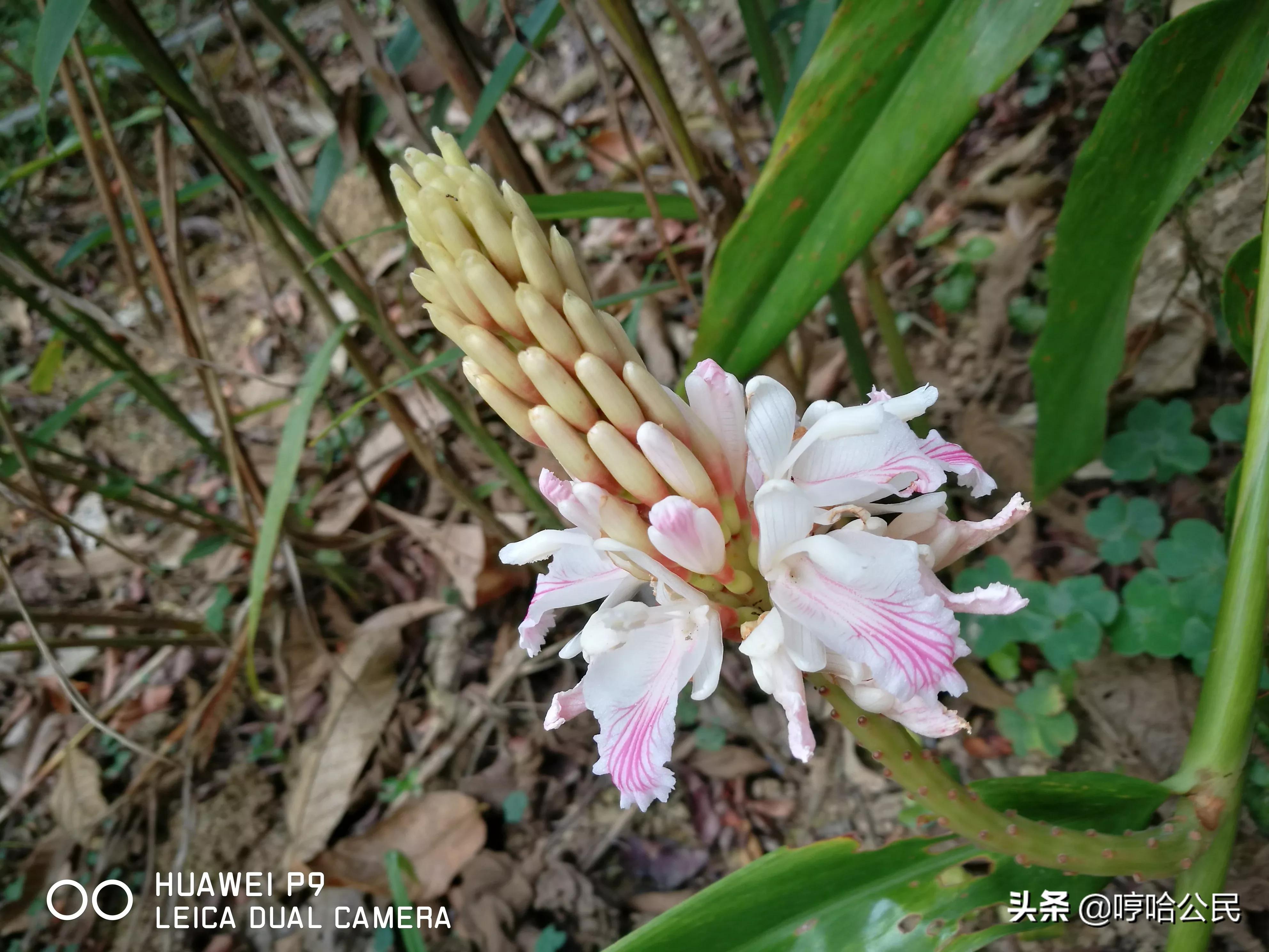 华为p9现在还值得入手吗,华为p9系列历代