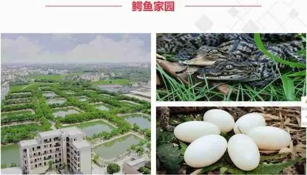 云养殖:喂鸡、种花、养老虎,2020直播电商新风口