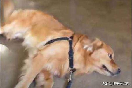 带狗狗出门狗狗趴地上,带狗狗遛弯刚出门就要往家走