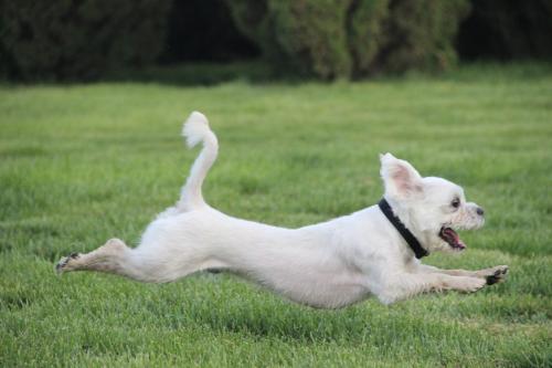 狗狗老是咔咔是怎么了,狗狗老是啃主人的手要制止吗