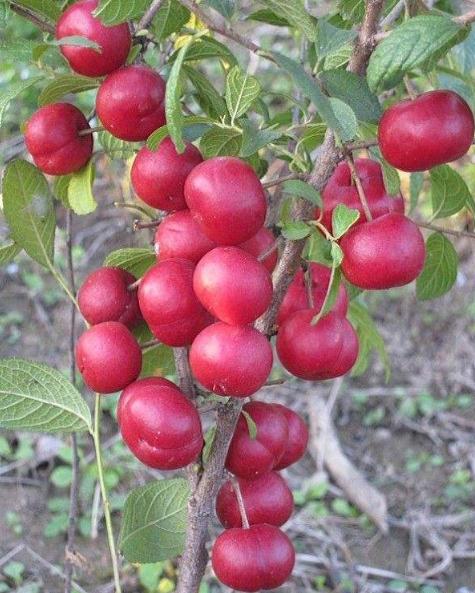 价值被低估的水果“李子祖先”,含钙量堪比牛奶,村民却拿它喂猪