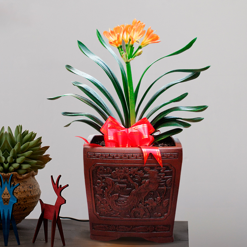 适合大盆养的4种花,这8种花最旺家只需养一盆