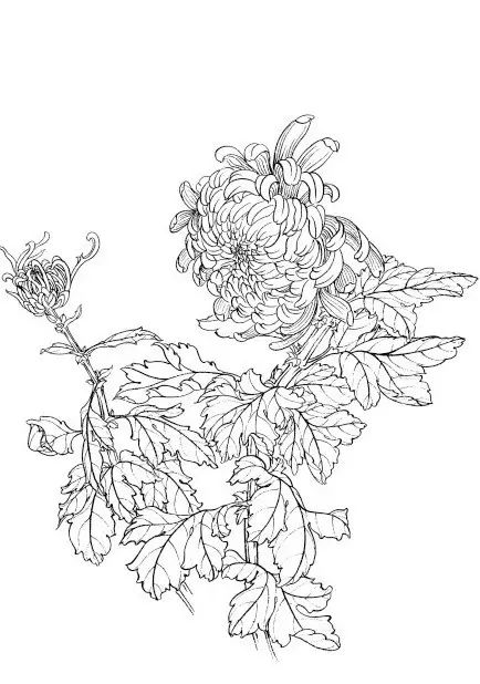 中国画菊花作品集锦,菊花花瓣白描的详细步骤