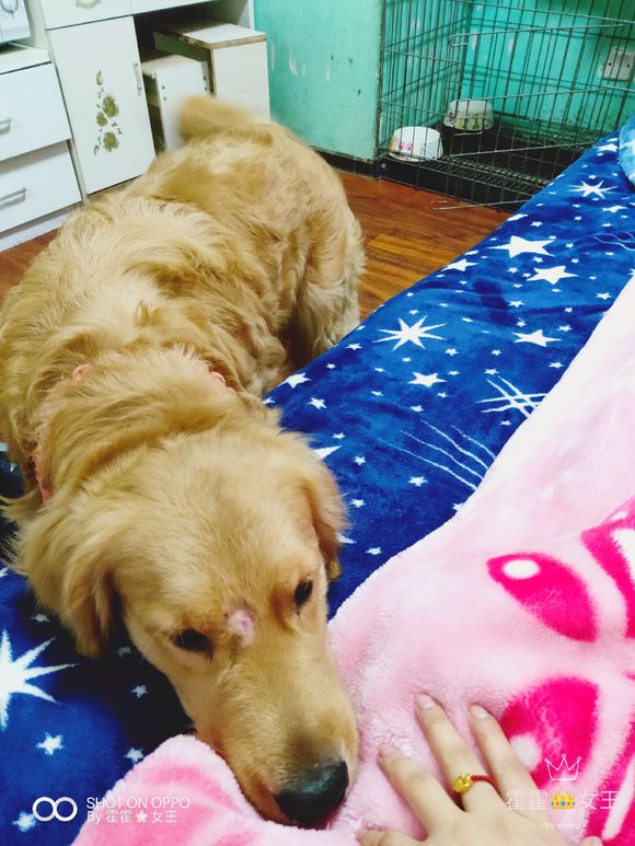 金毛卷毛能拉直吗,如何解决金毛卷毛