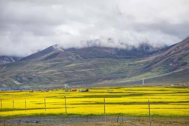 全国油菜花时间表,3月份哪里的油菜花最美