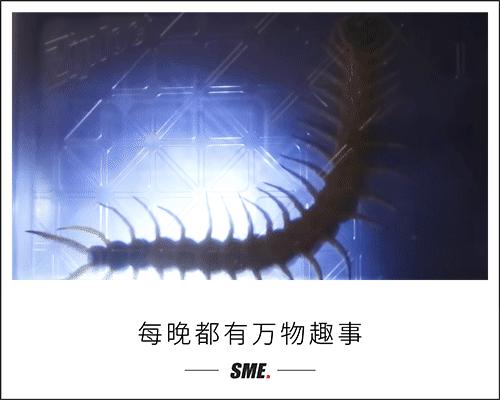 在南方大蜈蚣面前，南方大蟑螂简直不堪一提