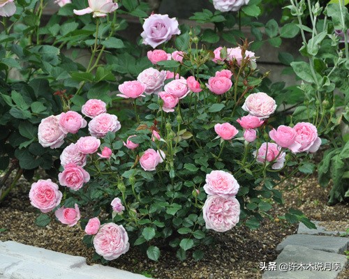 推荐一下多头月季花,100种月季品种大全