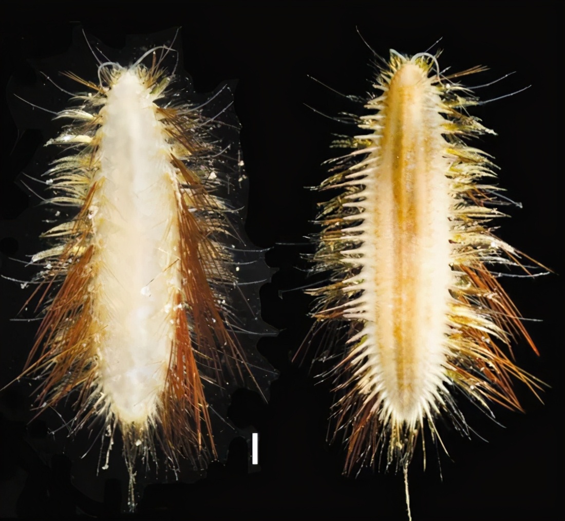 你对海洋生物的了解,海洋环保创意