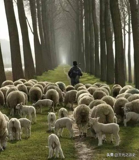 为什么说新西兰是大农村,新西兰怎么成为发达国家