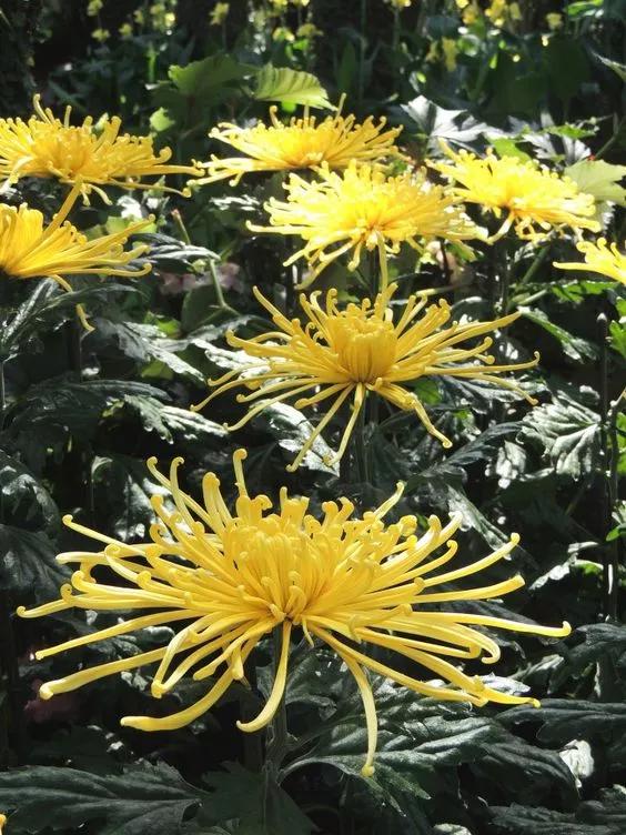 花中四君子为何是梅兰竹菊,花中四君子梅兰竹菊的顺序