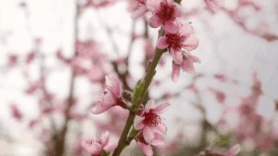 他是珠宝界的叛徒,但一件珠宝就能卖600万