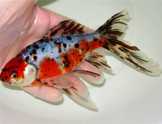 十大新手好养的冷水鱼,十大适合新手养的南方小型冷水鱼