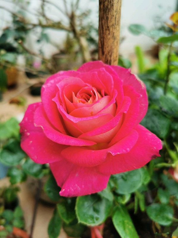 哪些盆栽月季花很香,推荐一款又香又好看的月季花