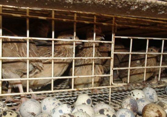 高温天气养殖风险大吗,夏天养鹌鹑需要注意什么