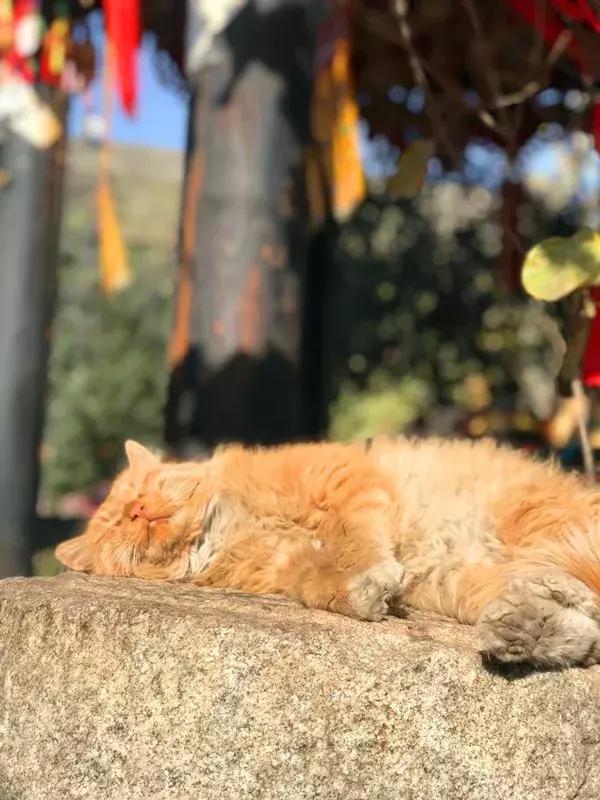 袁家村营业额过百亿,袁家村2020收入多少亿