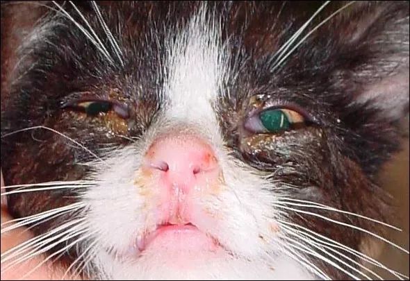 猫鼻支的症状和治疗方法,猫鼻支的症状及治疗方法