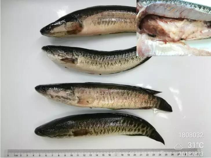 鱼白肝最好的治疗方法,生鱼肝治什么病最好