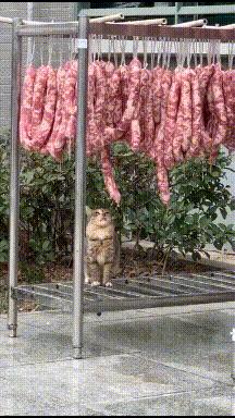 搞笑GIF开心一刻：姑娘你晚上睡觉，你要小心你家这只猫