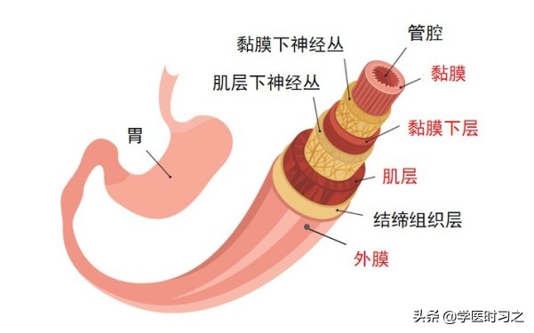 食物变成便便的过程是什么过程,食物变成大便的全过程