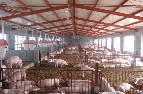 夏季高温猪容易中暑怎么办？四个妙招教你快速抢救