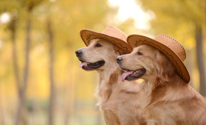 有哪些办法让狗狗开心一点,怎样才能让狗狗开心