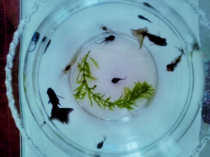 在米拍聚众吸猫吸狗是一种怎样的体验？