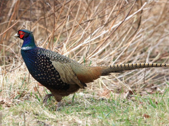 东江揽胜,惠州淡水常见鸟类图谱