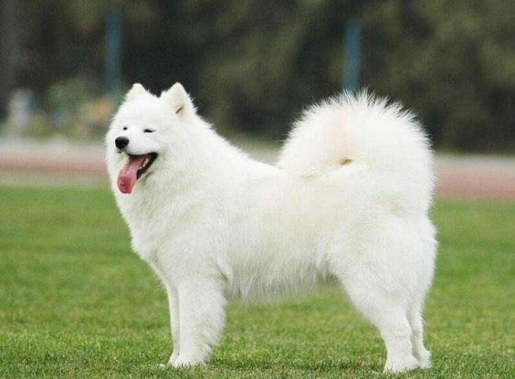 怎么能养好一只萨摩耶,萨摩耶和金毛哪个养好