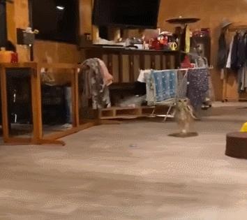 猫头鹰特殊行为有哪些特征,猫头鹰有其他特点吗