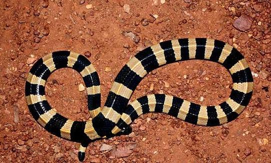 中国十大毒蛇银环蛇排名第几 (中国的毒蛇)