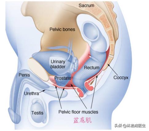 凯格尔运动的正确锻炼方法,产后锻炼盆底肌凯格尔运动